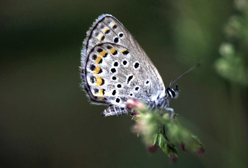 The Karner Blue butterfly