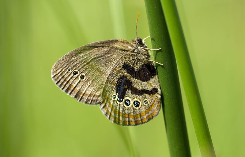 The Mitchell’s Satyr butterfly