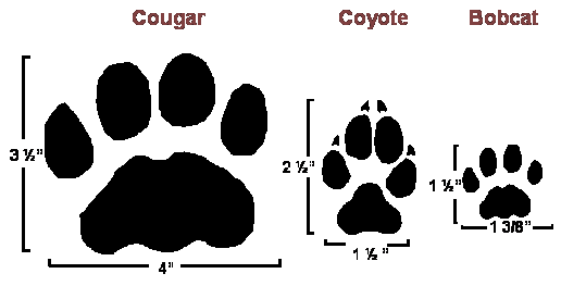 Cougar_coyote_bobcat_Tracks_164598_7.gif