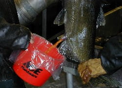 Photo of staff harvesting eggs from fish