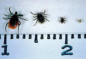 Black-legged Ticks