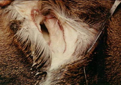 Closeup of an animal with an abscess
