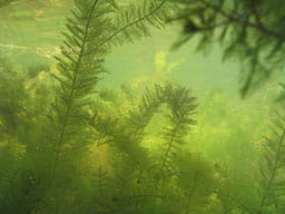 Eurasian watermilfoil in Clear Lake