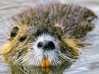 Nutria Nutria