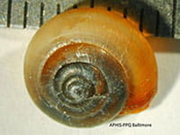 Carthusian Snail Carthusian Snail