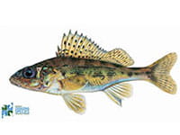 Eurasian Ruffe Eurasian Ruffe