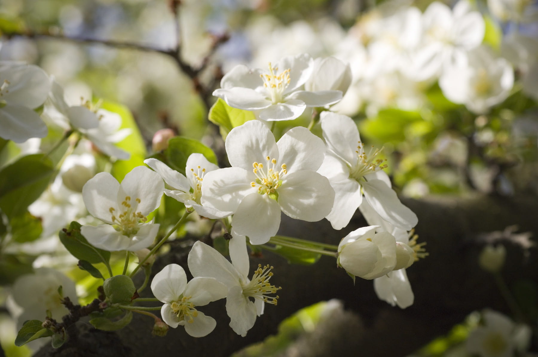 Photo of state flower.