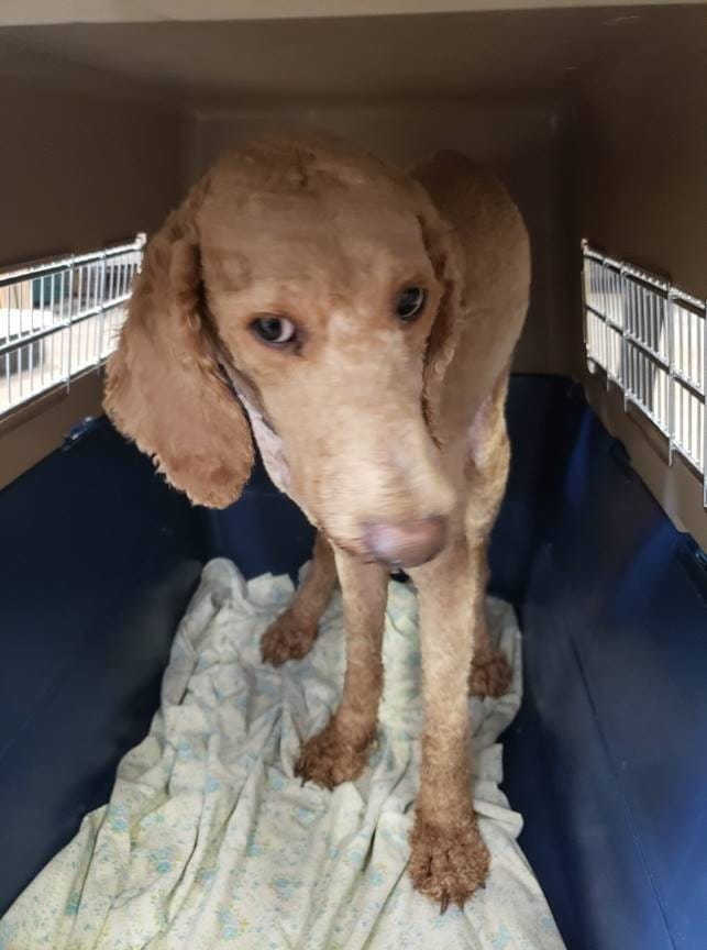 Puppy mill example 2