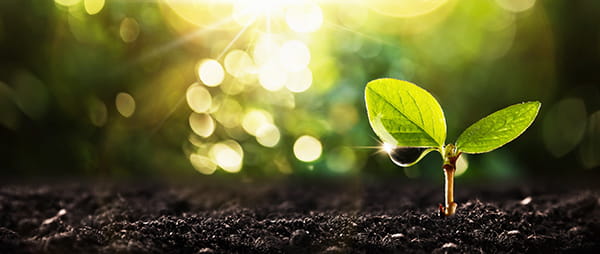 new plant sprouting from ground in the sunlight