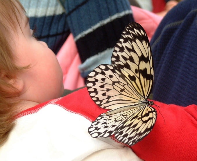 Baby with butterfly on shoulder
