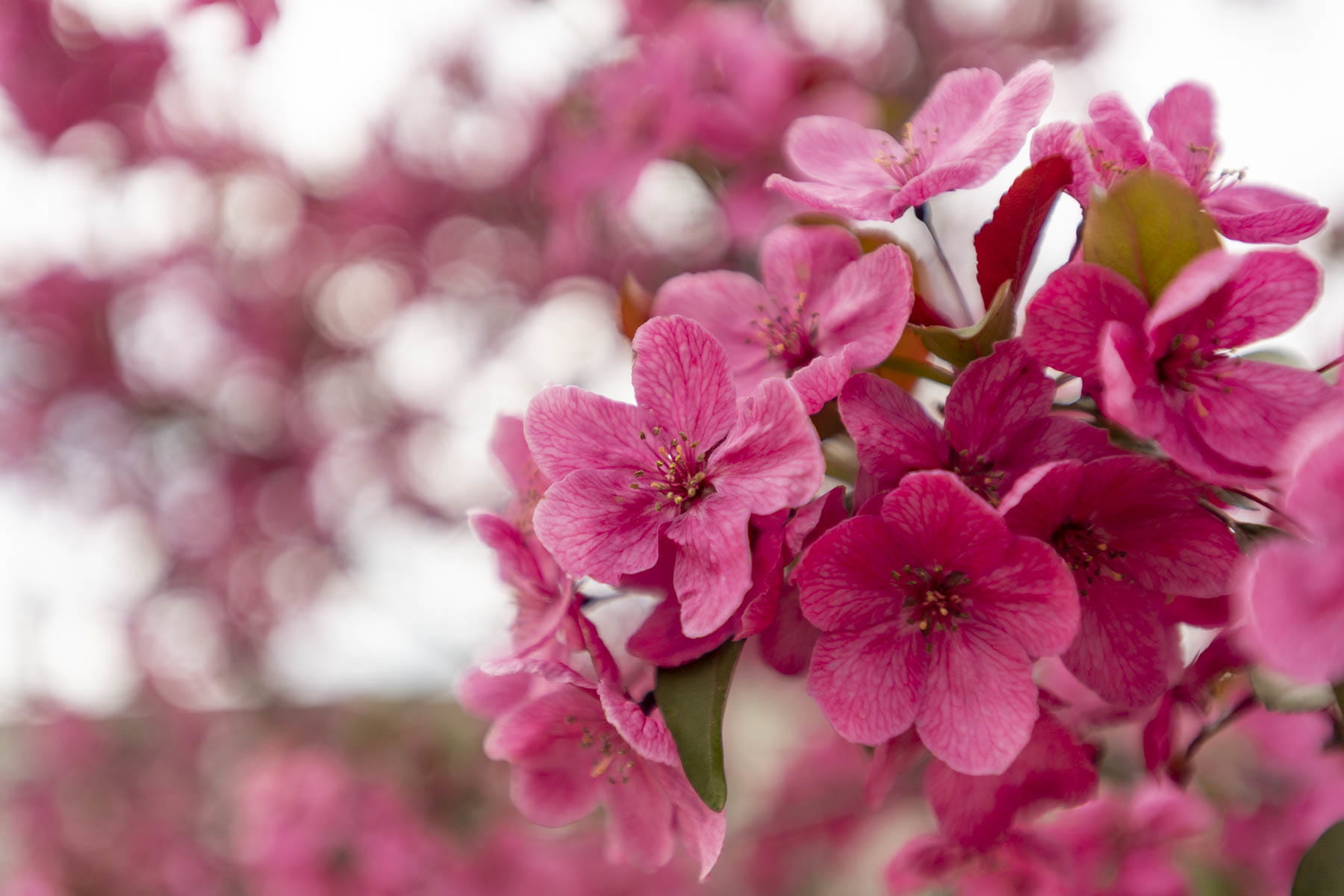 Pink flowers in bloom.