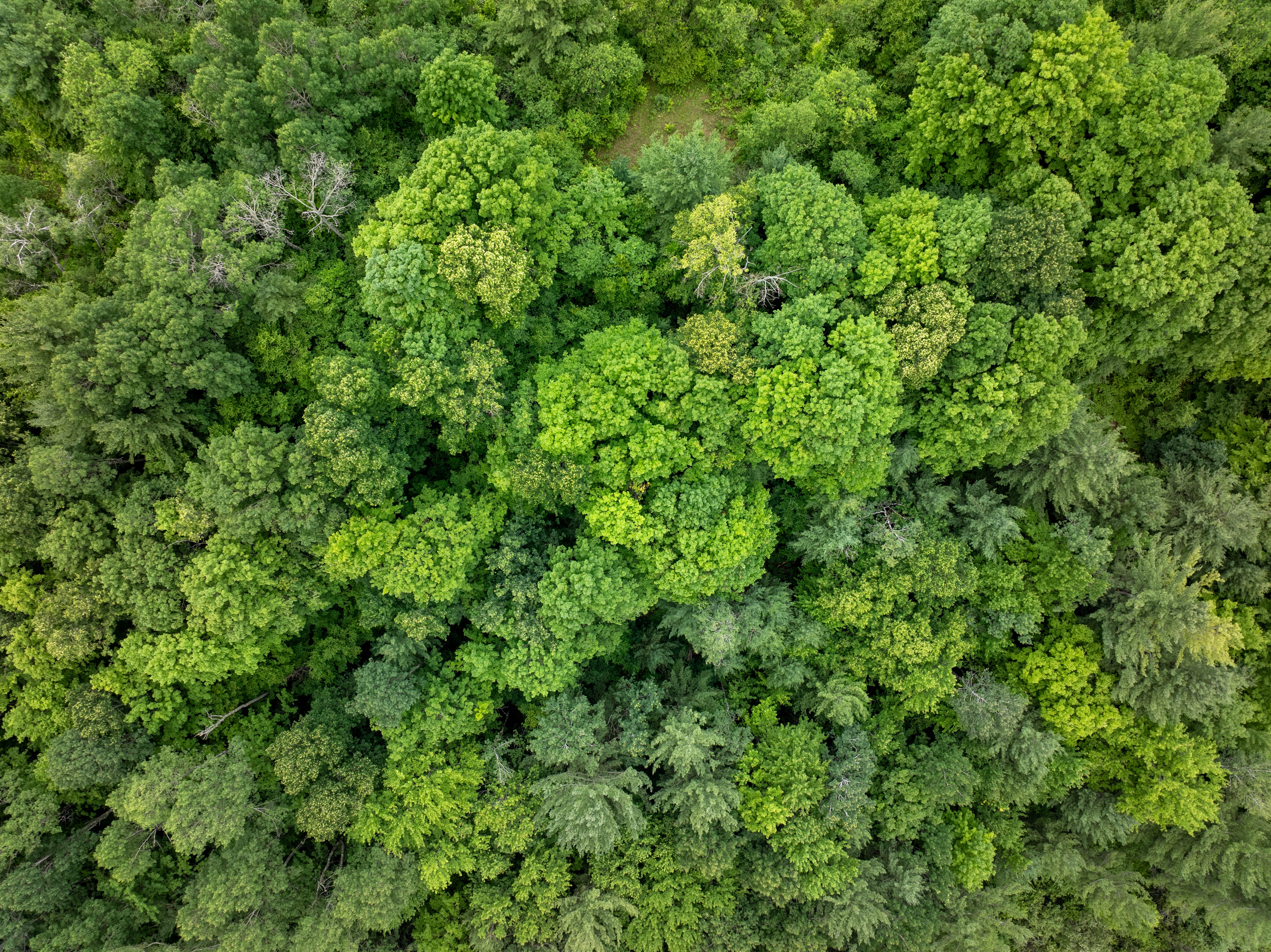Dense green trees shown from above, with branches reaching for the sky.