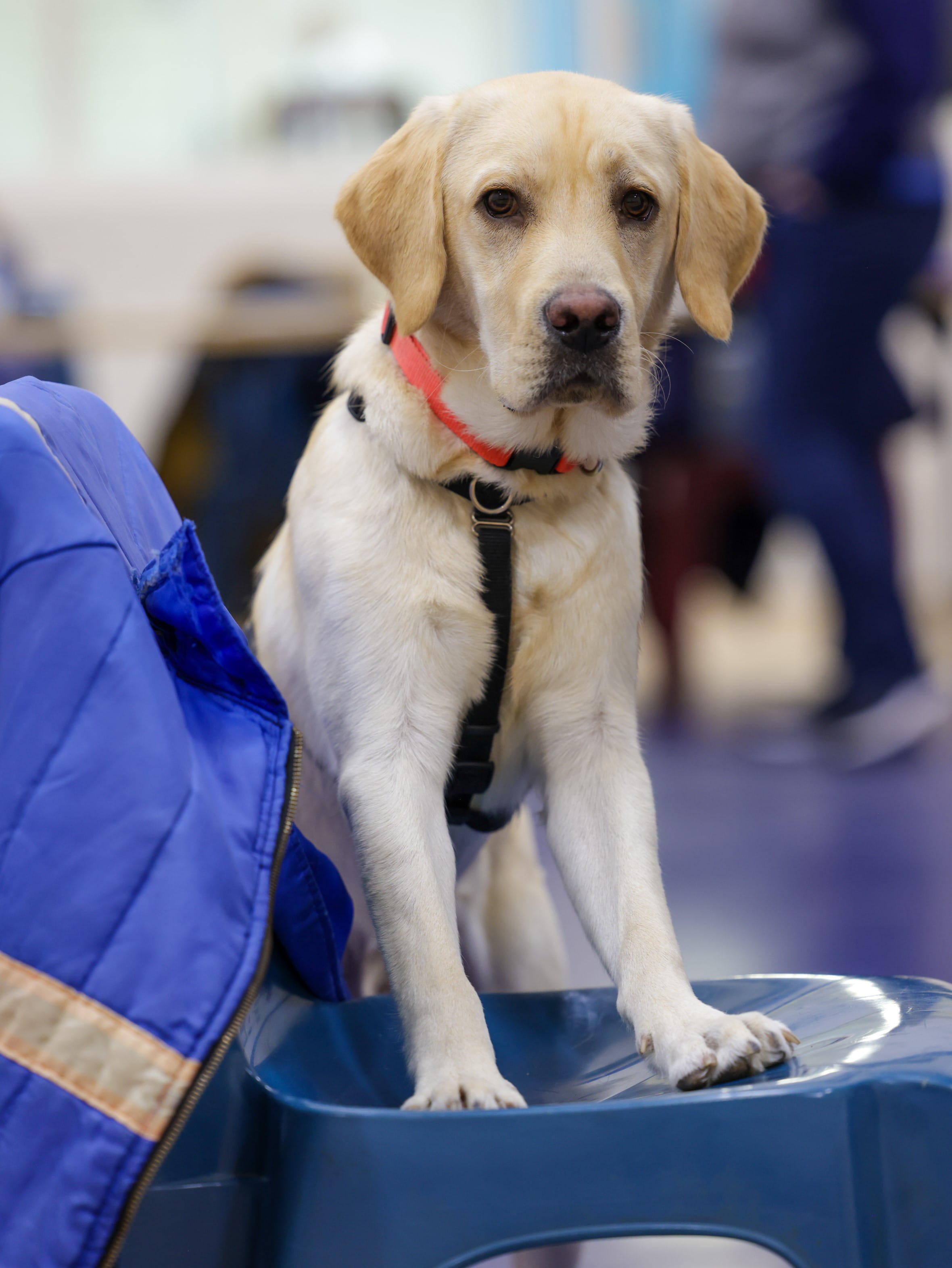 Image of an Ability Center Dog during training