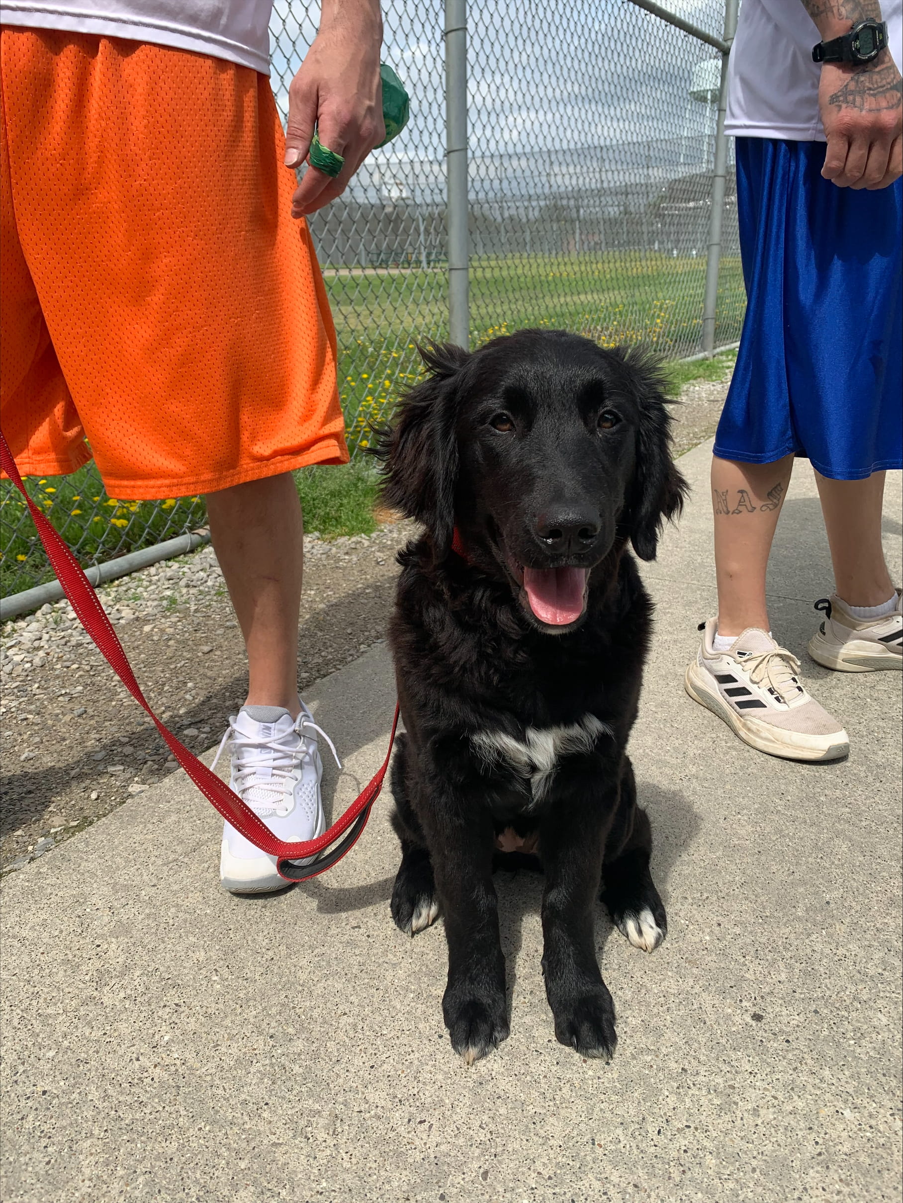 Image of a Blue Star Service dog outside with prisoners 