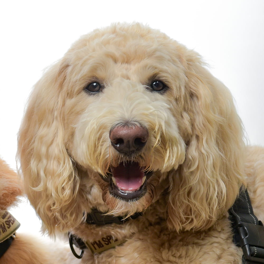 A labradoodle smiling for the camera.