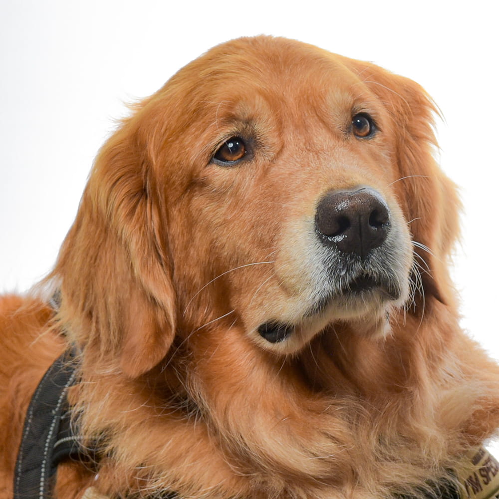 A golden retriever with a twinkle in its eyes.