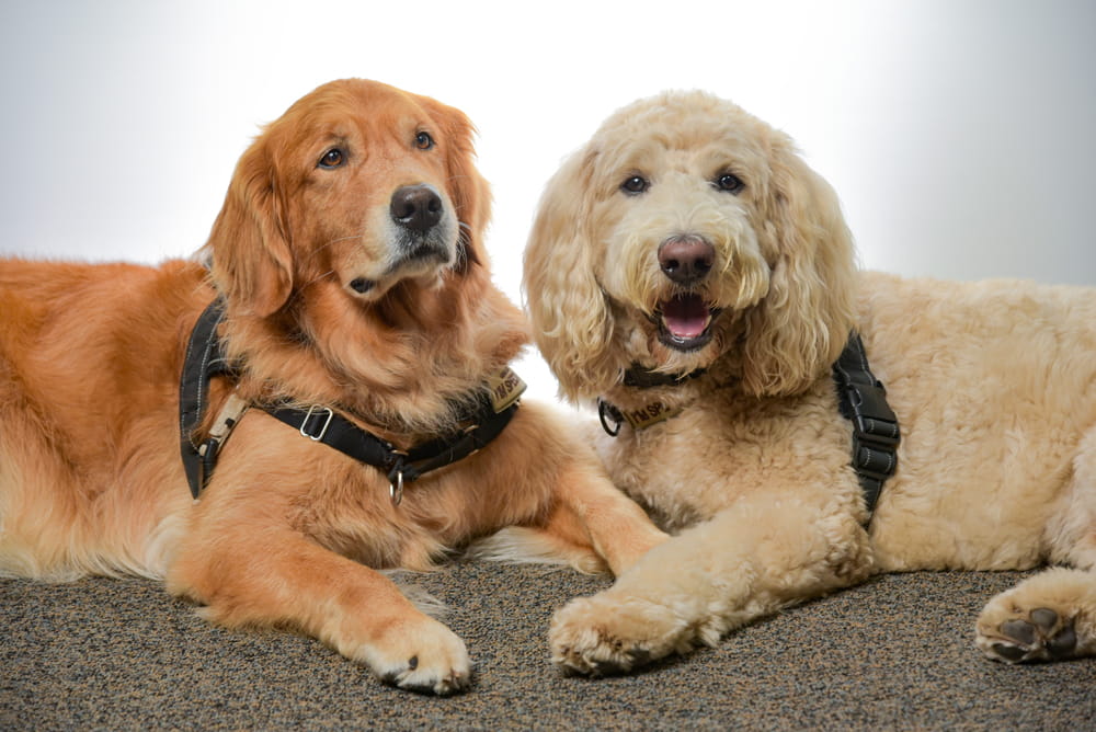 A golden retriever laying down next to a labradoodle.