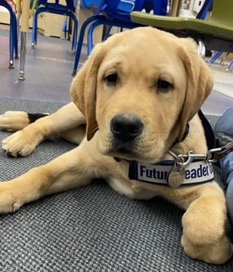 Image of a 7-week old black lab wearing a bandana that says: Future Leader Dog