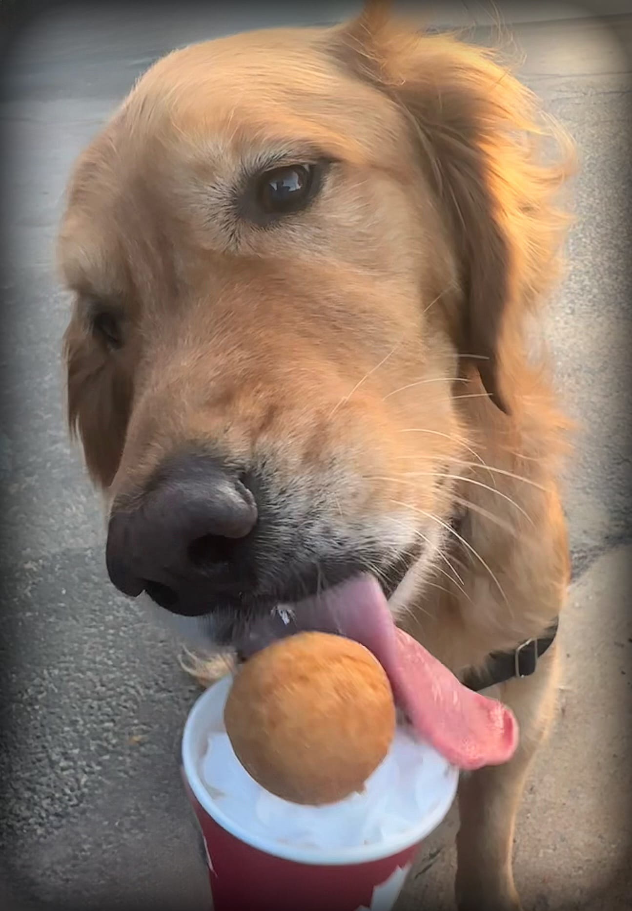 Image of Handel the Wellness Dog enjoying a pup cup