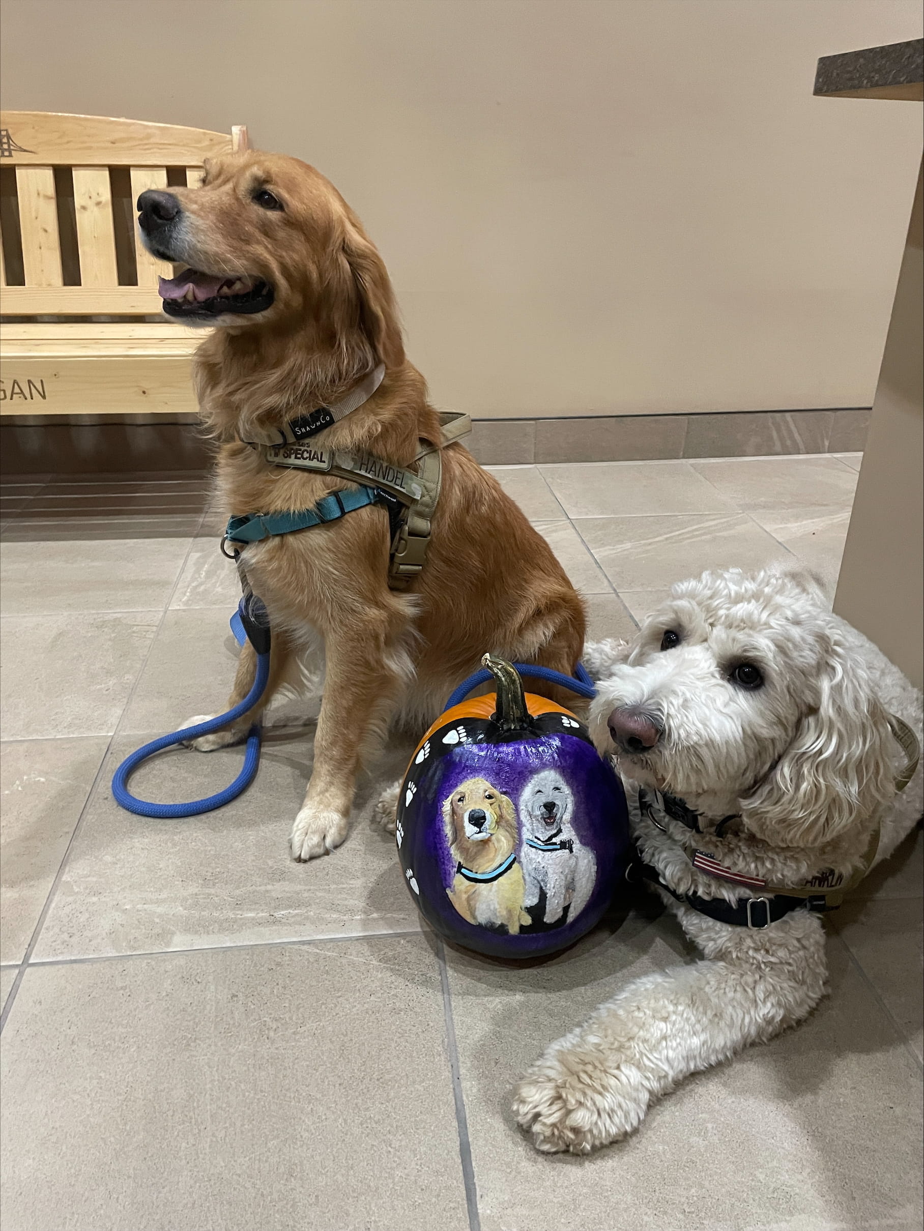 Wellness dog with pumkin painted like them