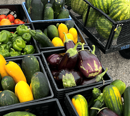 Several plastic crates full of freshly grown eggplants, squash, and bell peppers.