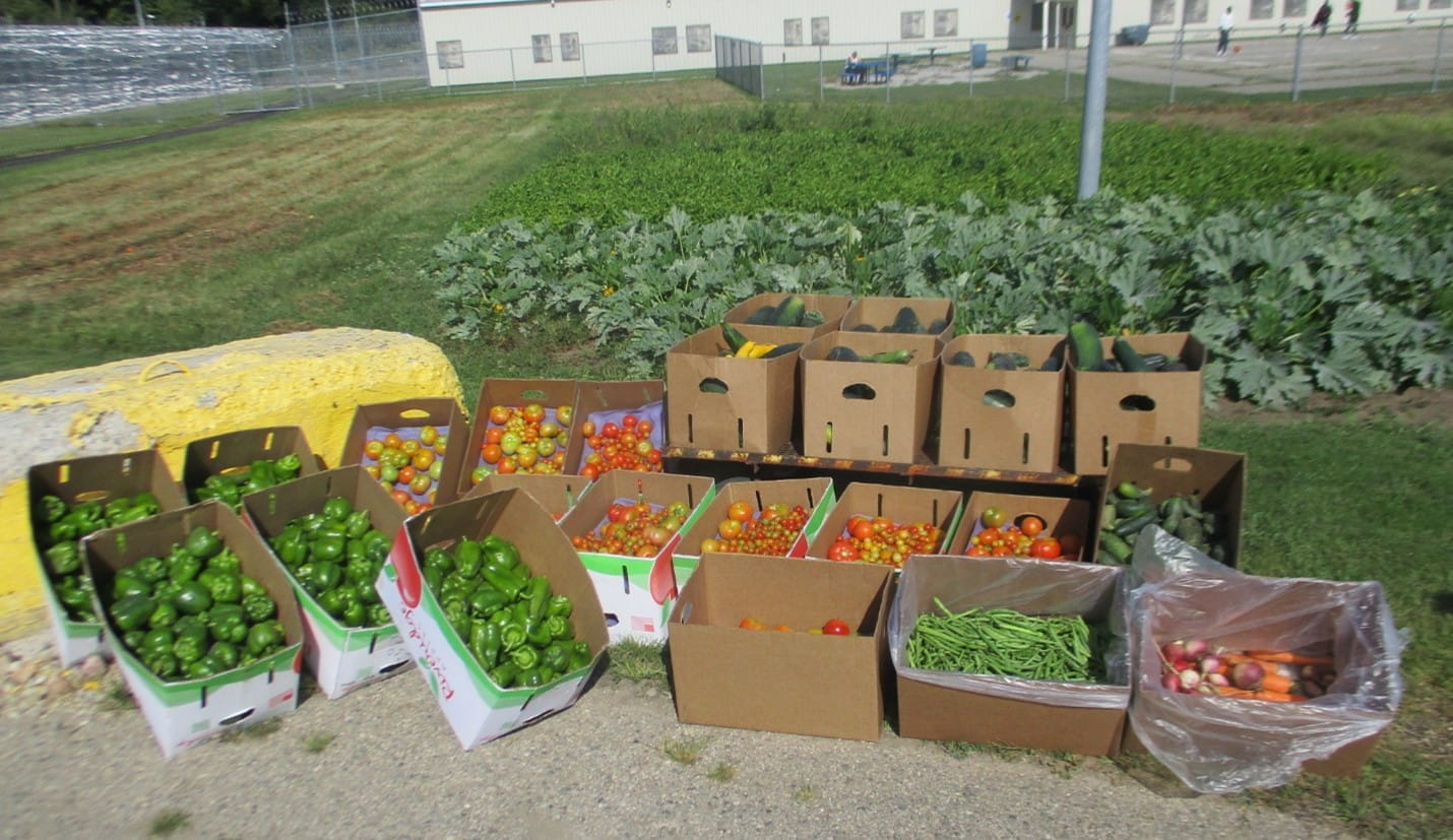 Garden harvest