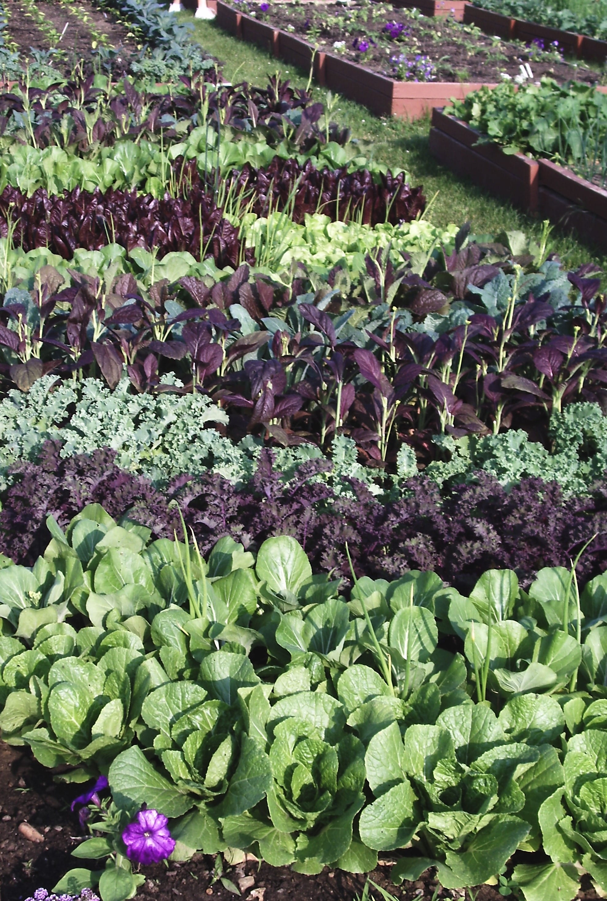 Image of plants from the horticulture program