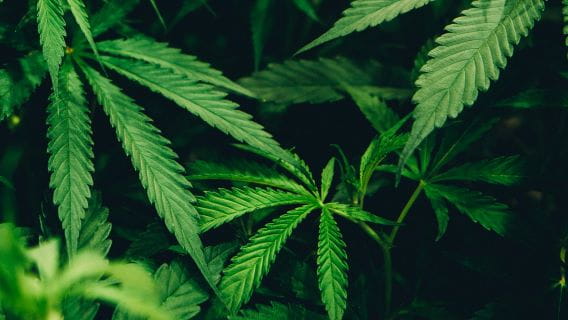 Hemp