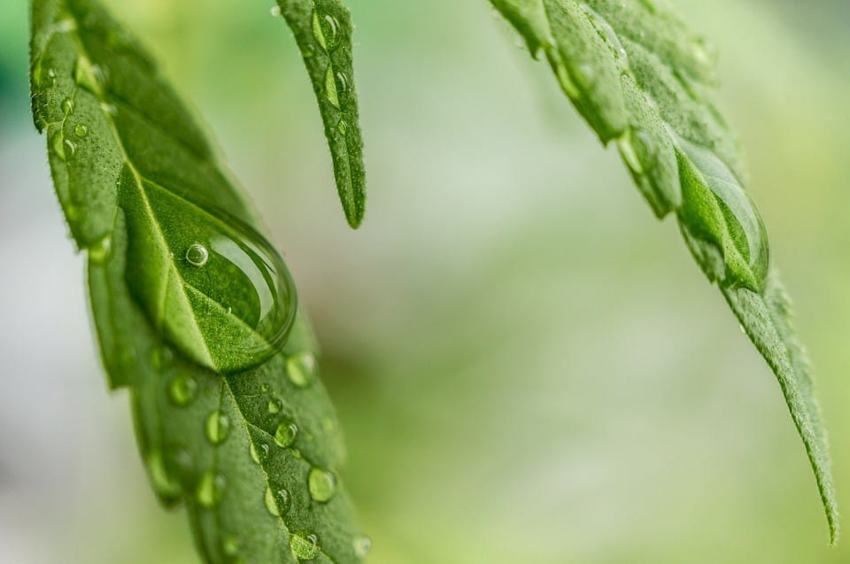 Adult Use Marijuana Background Image