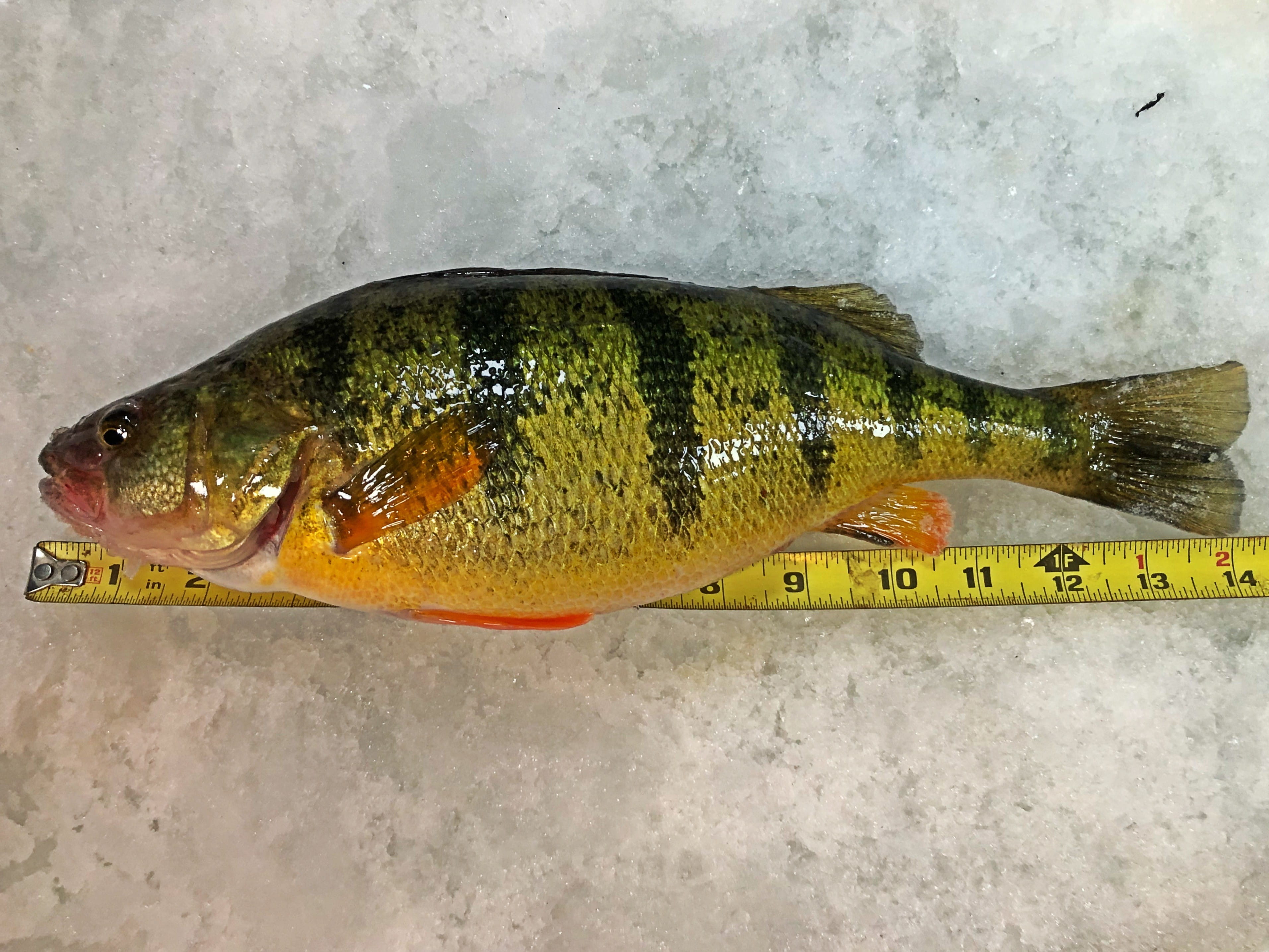 A fresh yellow perch (fish) laying against a backdrop of snow