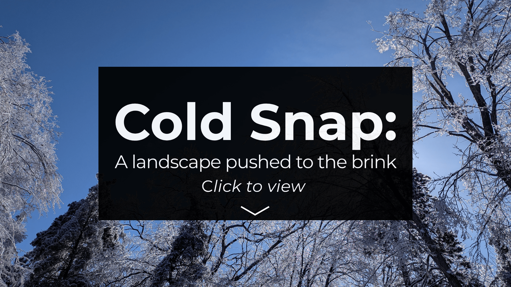 Branches with ice following the devastation caused by a historic ice storm. Text reads: Cold Snap: A landscape pushed to the brink. Click to view