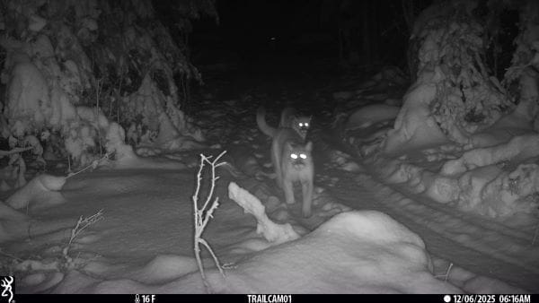 An adult cougar walks down a trail in the Upper Peninsula followed by two cougar cubs on Dec. 6, 2025.