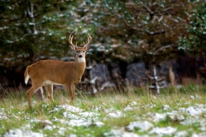 buck whitetail deer in snowy field with trees in background