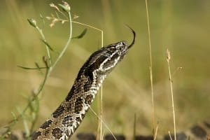 Close-up of the head of an eastern massasauga rattlesnake with tongue sticking out