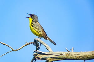 Kirtland's warbler perched on branch