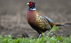 Ring-necked pheasant