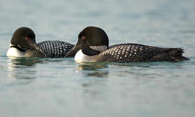 Two loons sitting on a lake looking at each other