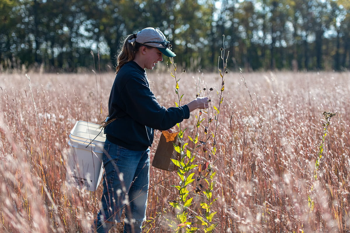 stewardship volunteer collecting seed