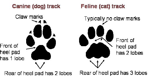 Canine-vs-Feline tracks