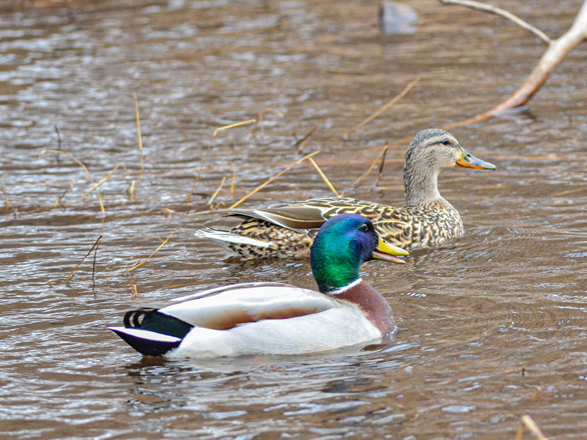 two mallard ducks swimming