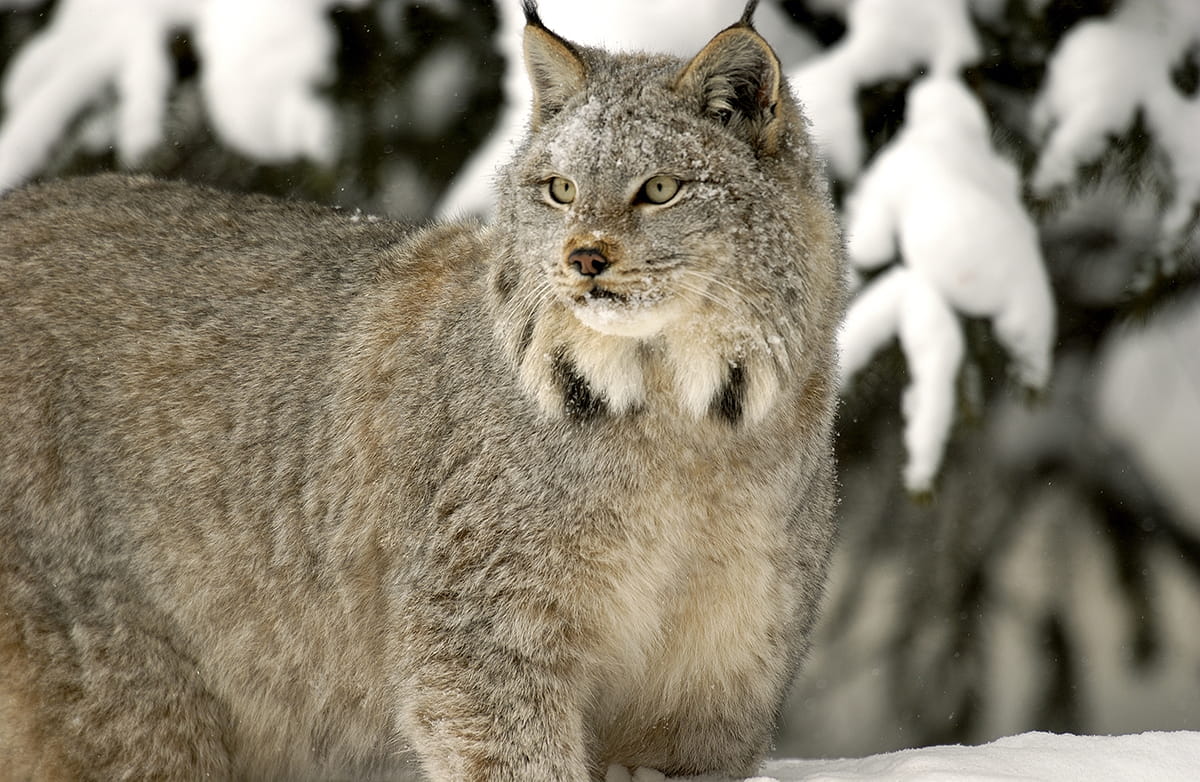 A bobcat in winter