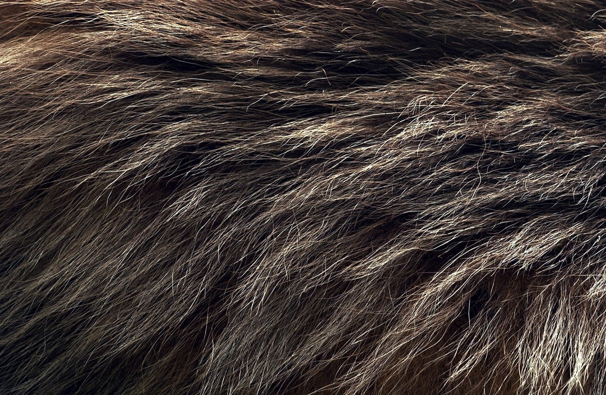 A close-up of bear fur