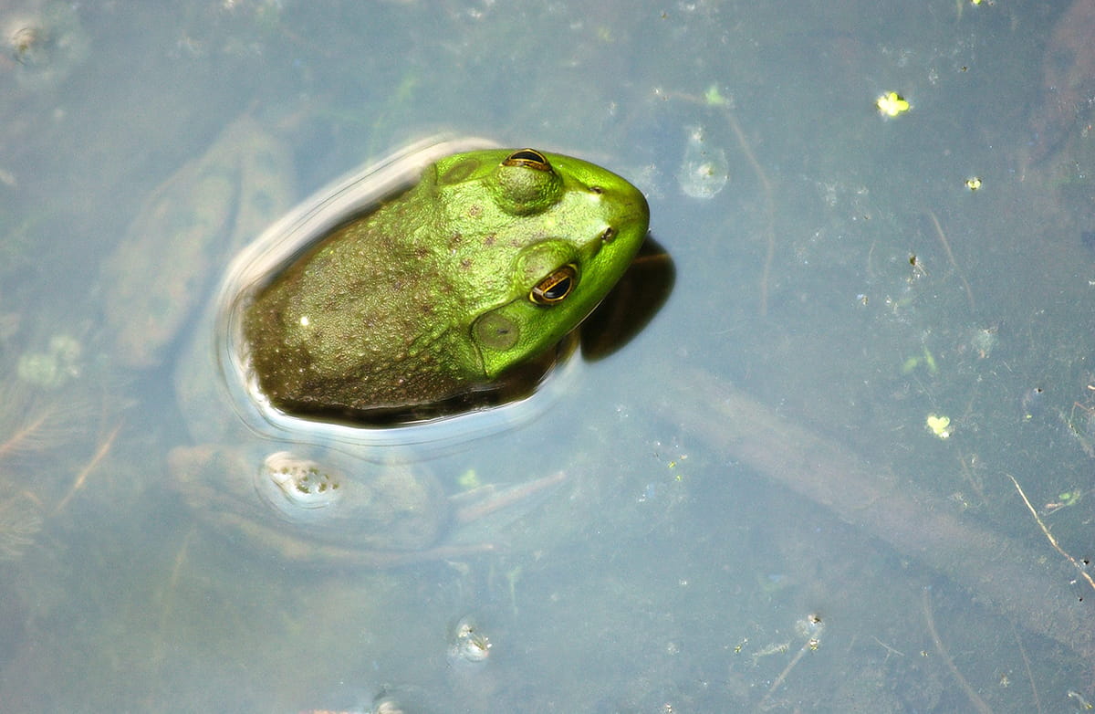 A green frog hiding in the water.
