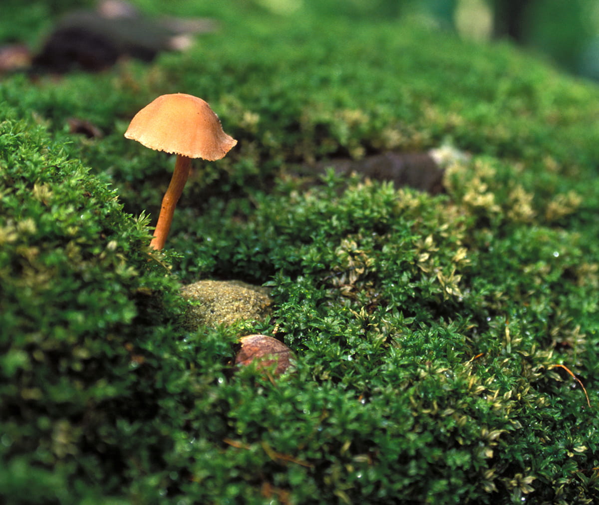 A mushroom