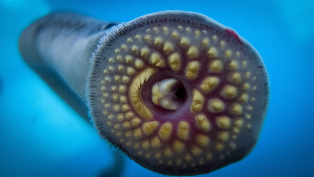 A sea lamprey. 