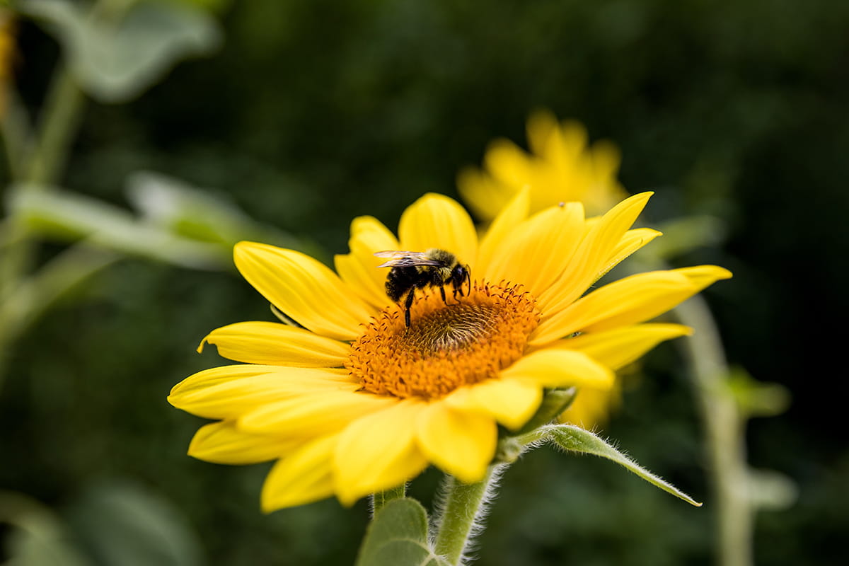 Bee on sunflower