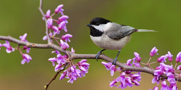 A bird perched on a branch with purple flowers