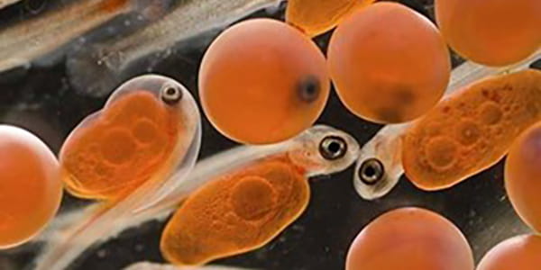 hatcheries to habitat chinook salmon sac fry