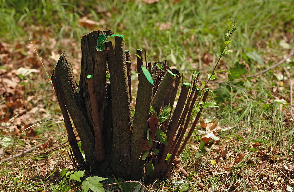 Invasive plant removal