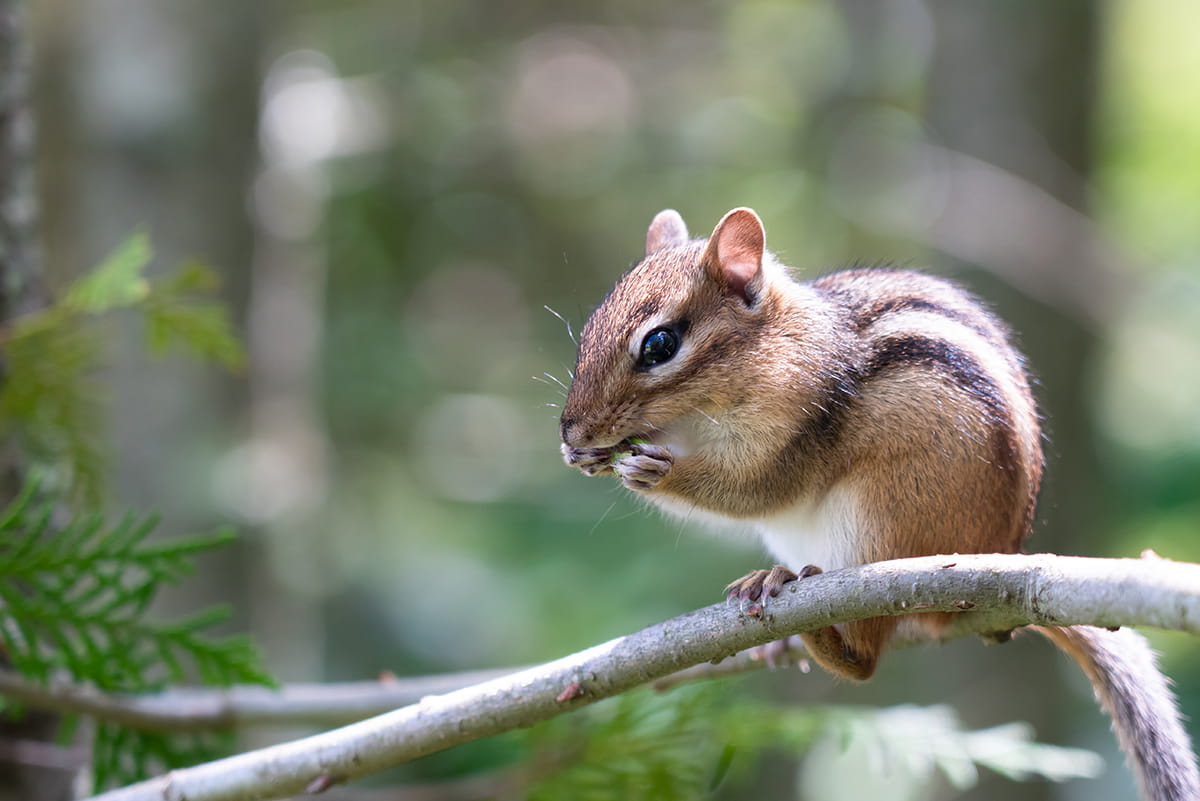 A chipmunk on a tree branch. 